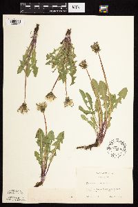 Taraxacum officinale image