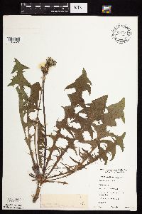Taraxacum officinale image