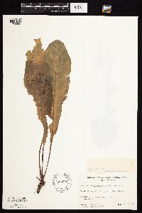 Taraxacum officinale image