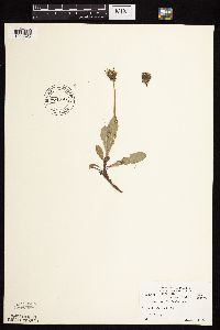 Taraxacum officinale image