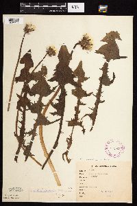 Taraxacum officinale image