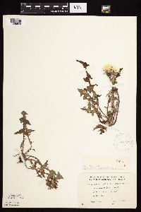 Taraxacum officinale image