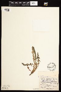 Taraxacum officinale image