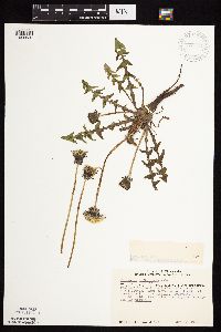 Taraxacum officinale image