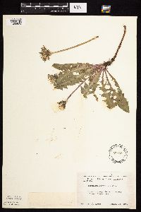 Taraxacum officinale image