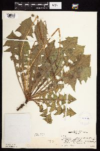 Taraxacum officinale image