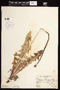 Taraxacum officinale image