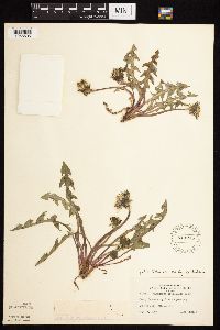 Taraxacum officinale image
