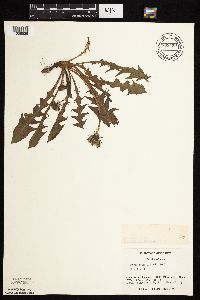 Taraxacum officinale image