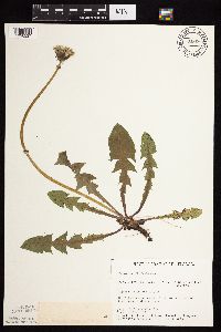 Taraxacum officinale image
