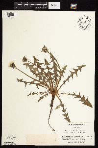 Taraxacum officinale image