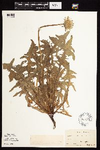 Taraxacum officinale image