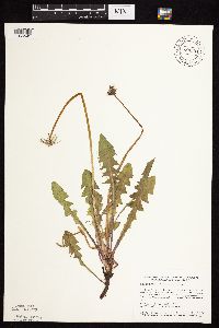 Taraxacum officinale image