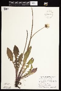 Taraxacum officinale image