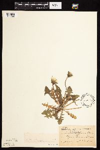 Taraxacum officinale image
