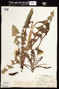 Taraxacum officinale image