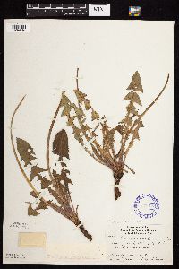 Taraxacum officinale image