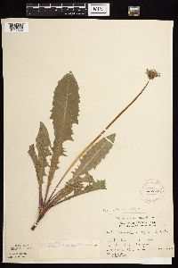 Taraxacum officinale image
