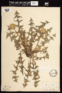 Taraxacum officinale image