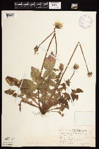 Taraxacum officinale image