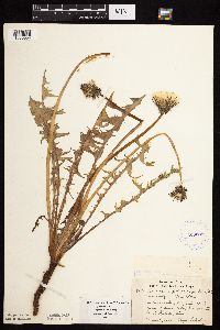 Taraxacum officinale image