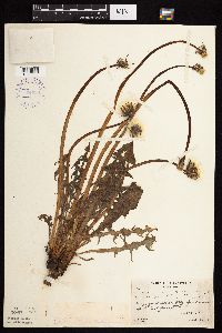 Taraxacum officinale image