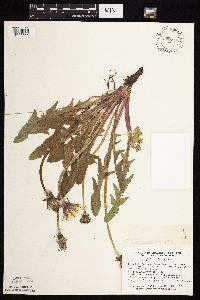 Taraxacum officinale image