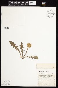 Taraxacum officinale image