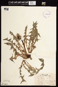 Taraxacum officinale image