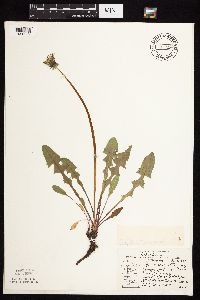 Taraxacum officinale image