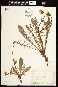 Taraxacum officinale image