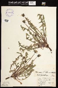 Taraxacum officinale image