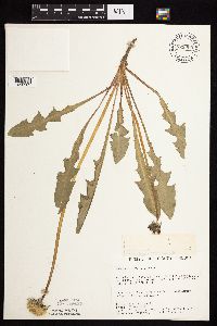 Taraxacum officinale image
