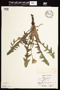 Taraxacum officinale image