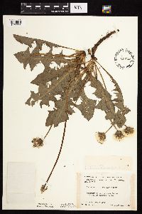 Taraxacum officinale image