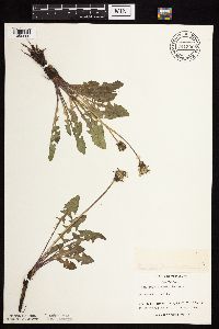 Taraxacum officinale image