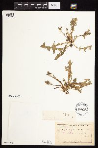 Taraxacum officinale image