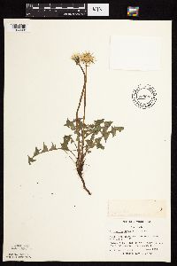 Taraxacum officinale image