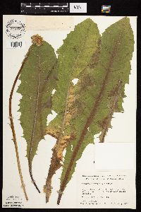 Taraxacum officinale image