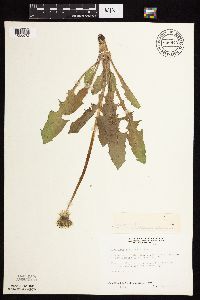 Taraxacum officinale image