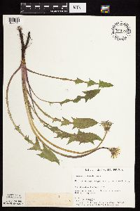 Taraxacum officinale image