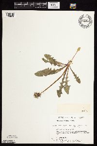 Taraxacum officinale image