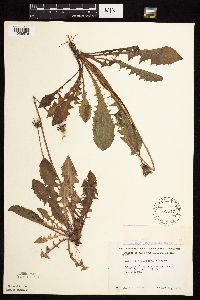 Taraxacum officinale image