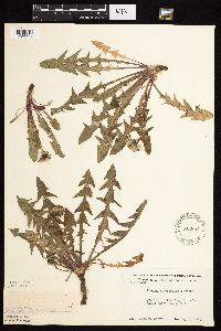 Taraxacum officinale image