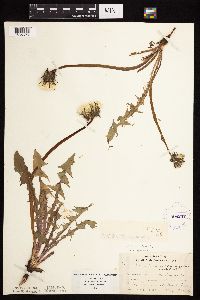 Taraxacum officinale image