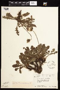 Taraxacum officinale image