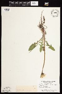 Taraxacum officinale image