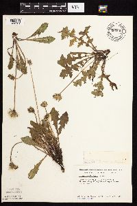 Taraxacum officinale image