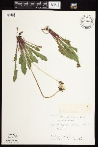 Taraxacum officinale image