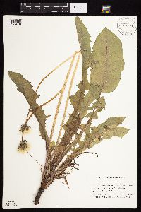 Taraxacum officinale image